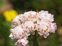 Antennaria dioica 25, Rozenkransje, Saxifraga-Hans Dekker