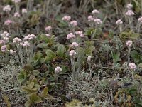 Antennaria dioica 26, Rozenkransje, Saxifraga-Bas Klaver