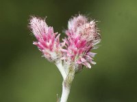 Antennaria dioica 27, Rozenkransje, Saxifraga-Peter Meininger