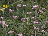 Antennaria dioica 28, Rozenkransje, Saxifraga-Peter Meininger