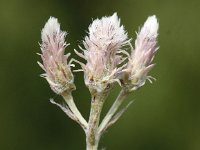 Antennaria dioica 29, Rozenkransje, Saxifraga-Peter Meininger