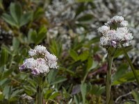 Antennaria dioica 3, Rozenkransje, Saxifraga-Willem van Kruijsbergen