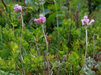 Antennaria dioica 31, Rozenkransje, Saxifraga-Ed Stikvoort