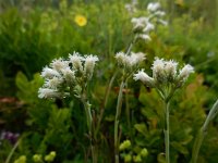 Antennaria dioica 32, Rozenkransje, Saxifraga-Ed Stikvoort