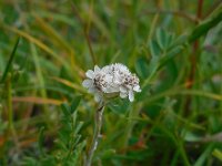 Antennaria dioica 33, Rozenkransje, Saxifraga-Ed Stikvoort