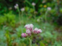 Antennaria dioica 34, Rozenkransje, Saxifraga-Ed Stikvoort