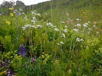 Antennaria dioica 35, Rozenkransje, Saxifraga-Ed Stikvoort