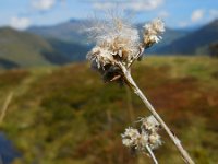 Antennaria dioica 37, Rozenkransje, Saxifraga-Ed Stikvoort