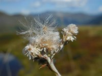 Antennaria dioica 38, Rozenkransje, Saxifraga-Ed Stikvoort