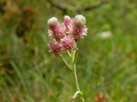 Antennaria dioica 39, Rozenkransje, Saxifraga-Ed Stikvoort