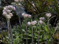 Antennaria dioica 4, Rozenkransje, Saxifraga-Willem van Kruijsbergen