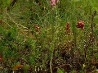 Antennaria dioica 40, Rozenkransje, Saxifraga-Ed Stikvoort