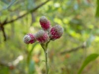 Antennaria dioica 41, Rozenkransje, Saxifraga-Ed Stikvoort