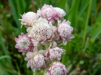 Antennaria dioica 42, Rozenkransje, Saxifraga-Ed Stikvoort