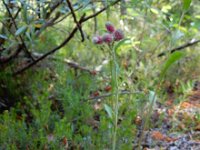 Antennaria dioica 43, Rozenkransje, Saxifraga-Ed Stikvoort