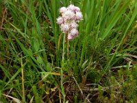 Antennaria dioica 44, Rozenkransje, Saxifraga-Ed Stikvoort