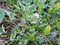 Antennaria dioica 46, Rozenkransje, Saxifraga-Rutger Barendse