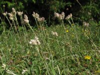 Antennaria dioica 47, Rozenkransje, Saxifraga-Rutger Barendse