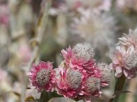 Antennaria dioica 48, Rozenkransje, Saxifraga-Rutger Barendse