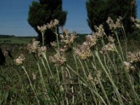 Antennaria dioica 49, Rozenkransje, Saxifraga-Rutger Barendse