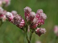 Antennaria dioica 5, Rozenkransje, Saxifraga-Hans Dekker