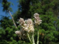 Antennaria dioica 50, Rozenkransje, Saxifraga-Rutger Barendse