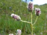 Antennaria dioica 51, Rozenkransje, Saxifraga-Ed Stikvoort