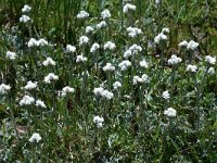 Antennaria dioica 52, Rozenkransje, Saxifraga-Harry Jans