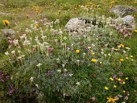 Antennaria dioica 53, Rozenkransje, Saxifraga-Ed Stikvoort