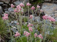 Antennaria dioica 54, Rozenkransje, Saxifraga-Ed Stikvoort