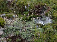 Antennaria dioica 55, Rozenkransje, Saxifraga-Ed Stikvoort