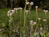 Antennaria dioica 56 Rozenkransje, Saxifraga-Ed Stikvoort