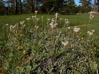 Antennaria dioica 57, Rozenkransje, Saxifraga-Ed Stikvoort