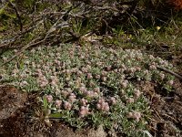 Antennaria dioica 58, Rozenkransje, Saxifraga-Ed Stikvoort