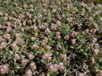 Antennaria dioica 59, Rozenkransje, Saxifraga-Ed Stikvoort