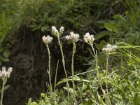 Antennaria dioica 6, Rozenkransje, female, Saxifraga-Marijke Verhagen