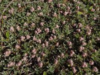 Antennaria dioica 60, Rozenkransje, Saxifraga-Ed Stikvoort