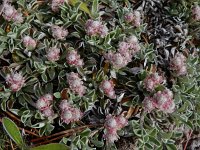 Antennaria dioica 61, Rozenkransje, Saxifraga-Ed Stikvoort