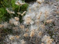 Antennaria dioica 62, Rozenkransje, Saxifraga-Ed Stikvoort