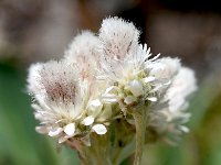 Antennaria dioica 67, Rozenkransje, Saxifraga-Sonja Bouwman  Rozenkransje - Antennaria dioica - Asteraceae familie; Veysonnaz, Alp Trider (Zw)