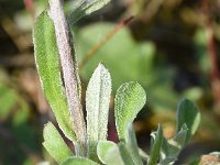 Antennaria dioica 68, Rozenkransje, Saxifraga-Sonja Bouwman  875. Rozenkransje - Antennaria dioica - Asteraceae familie (i)