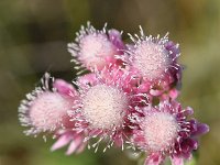 Antennaria dioica 69, Rozenkransje, Saxifraga-Sonja Bouwman  875. Rozenkransje - Antennaria dioica - Asteraceae familie (i) Noordhollands duinreservaat (Bergen aan Zee)