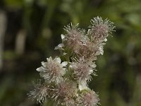 Antennaria dioica 7, Rozenkransje, female, Saxifraga-Marijke Verhagen