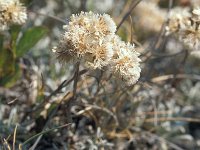 Antennaria dioica 73, Rozenkransje, Saxifraga-Jan van der Straaten