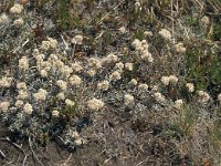 Antennaria dioica 74, Rozenkransje, Saxifraga-Jan van der Straaten