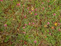 Antennaria dioica 77, Rozenkransje, Saxifraga-Hans Grotenhuis