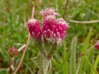 Antennaria dioica 78, Rozenkransje, Saxifraga-Hans Grotenhuis