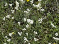 Antennaria dioica 8, Rozenkransje, Saxifraga-Jan van der Straaten