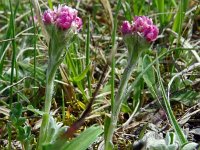 Antennaria dioica 81, Rozenkransje, Saxifraga-Hans Grotenhuis