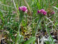 Antennaria dioica 82, Rozenkransje, Saxifraga-Hans Grotenhuis